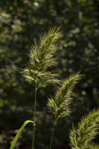 Photo by: Kyle J. Webster. Photo Taken: Suffolk County, NY
